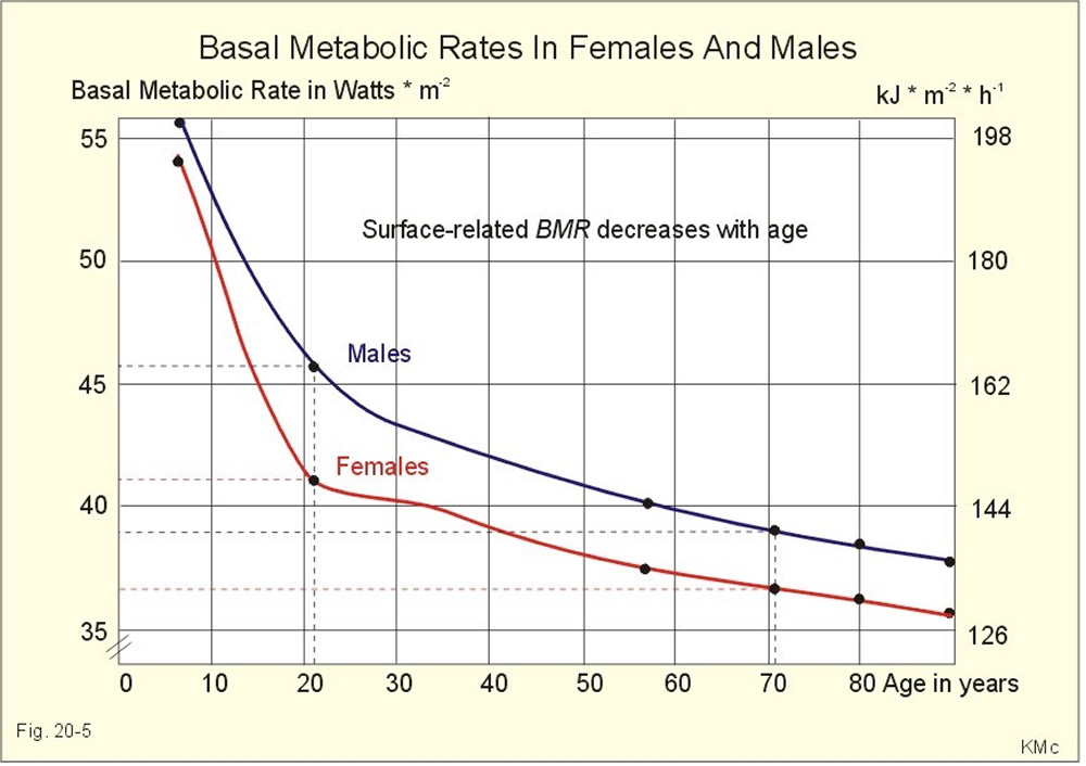 basal metabolic rate with age and sex
