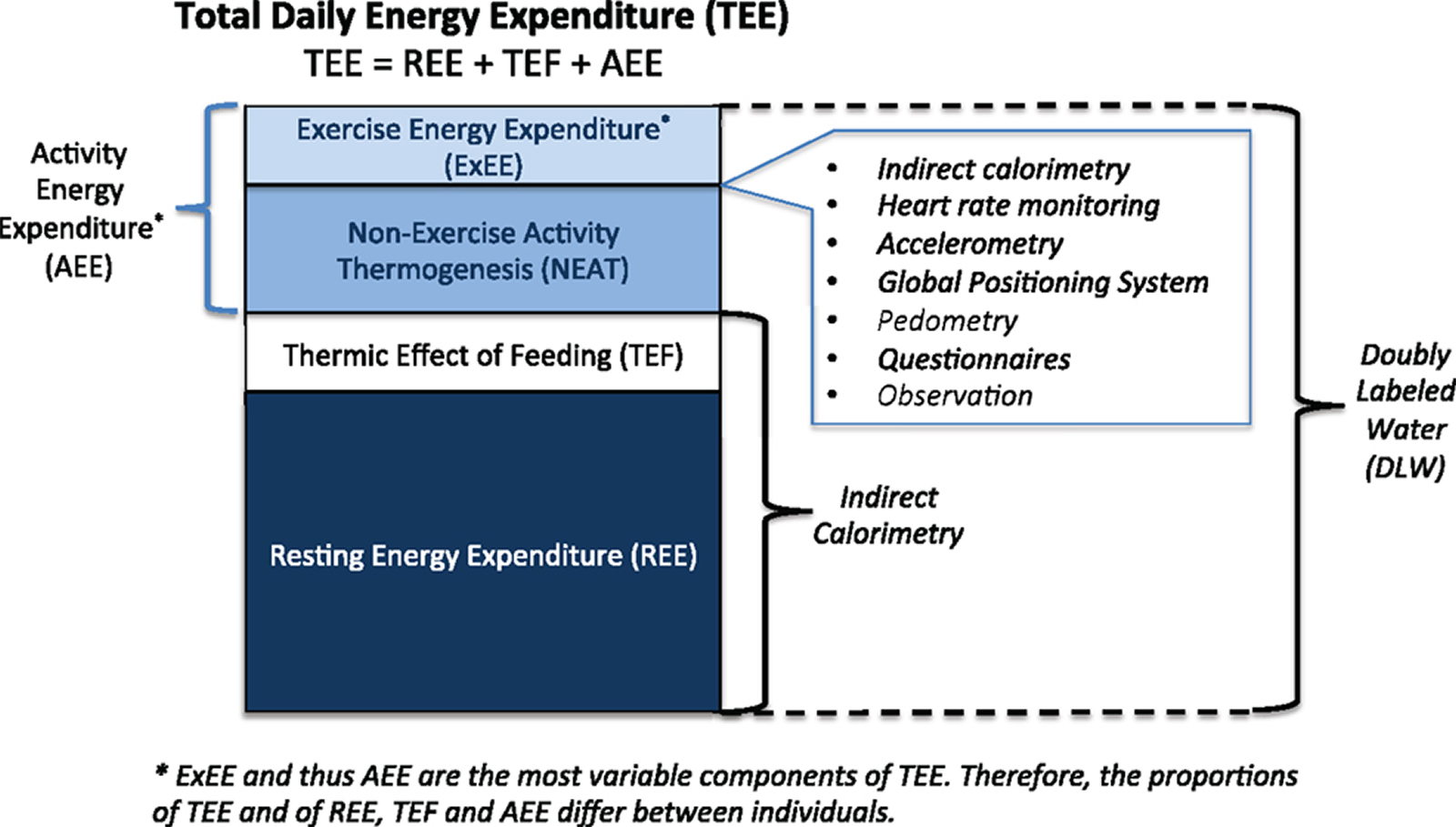 resting energy expenditure