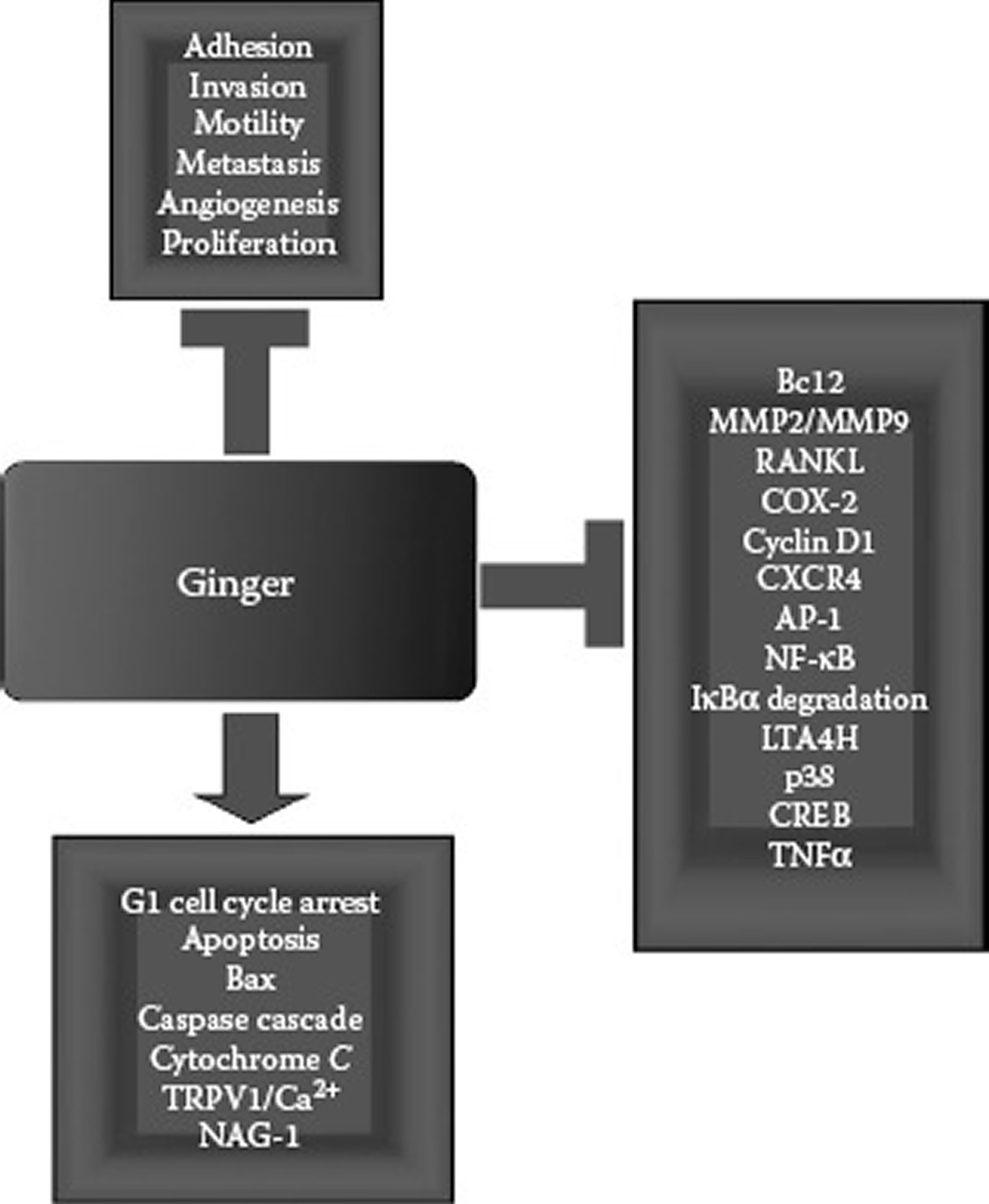 anticancer activities of ginger