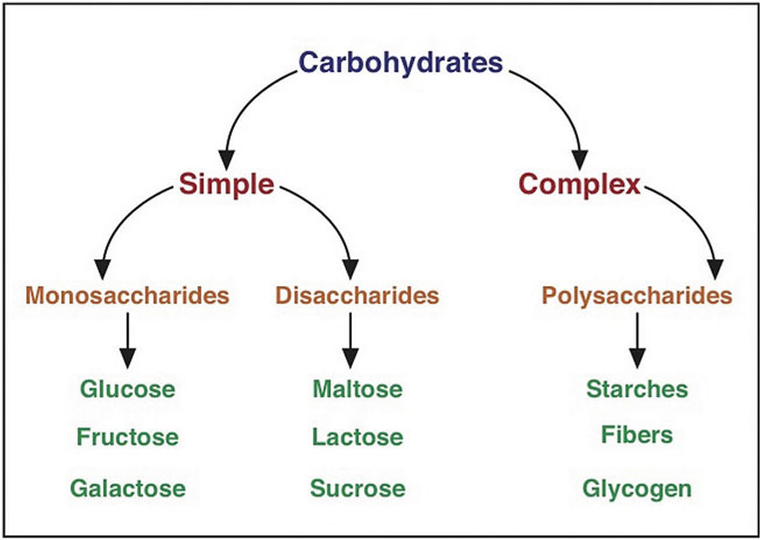 what is carbohydrates